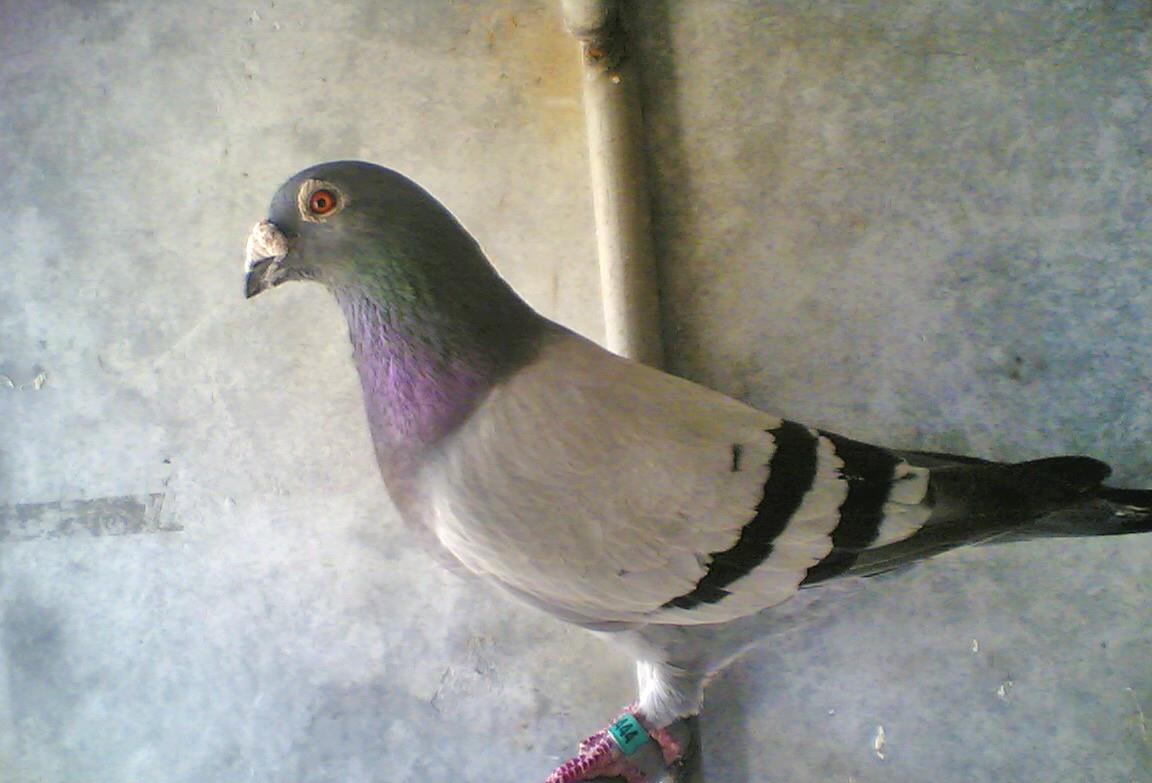 红绛鸽的选择和配对办法