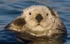 「霍金」“霍金：“曾预言21世纪冲击人类的不是人工AI而是病毒？”