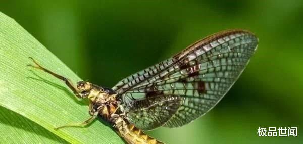 ：世界上最短命的几种动物，活着为了等死，一生只有5分钟