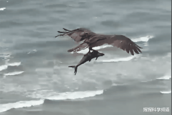 #章鱼#实拍：一只老鹰从海中抓起一条鲨鱼，另一老鹰偷袭章鱼被拖下水