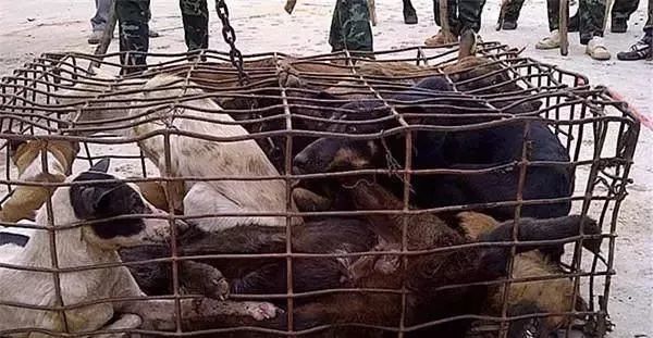 屠宰场发现自己养的狗狗，小女孩伤心地嚎啕大哭