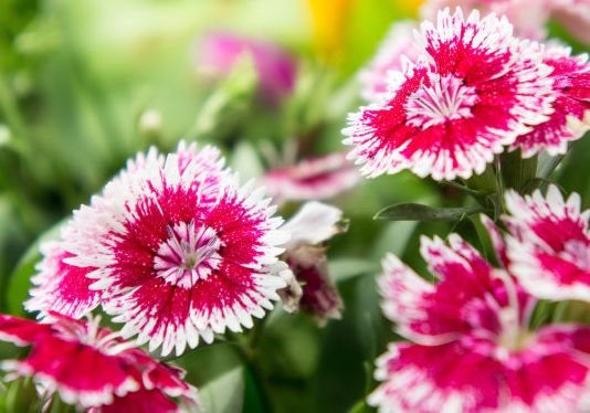 运势|9月中旬，4属相贵人运转旺，事业顺风顺水，生活多姿多彩