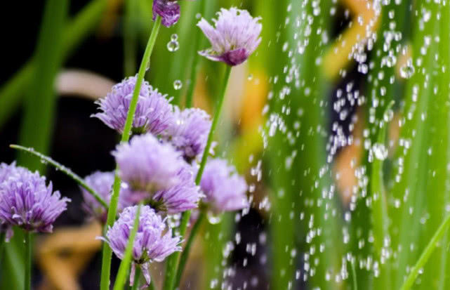 #吉星#逃不掉好运！6月上旬，喜事相随，轻松赚取金钱，富足福运的生肖