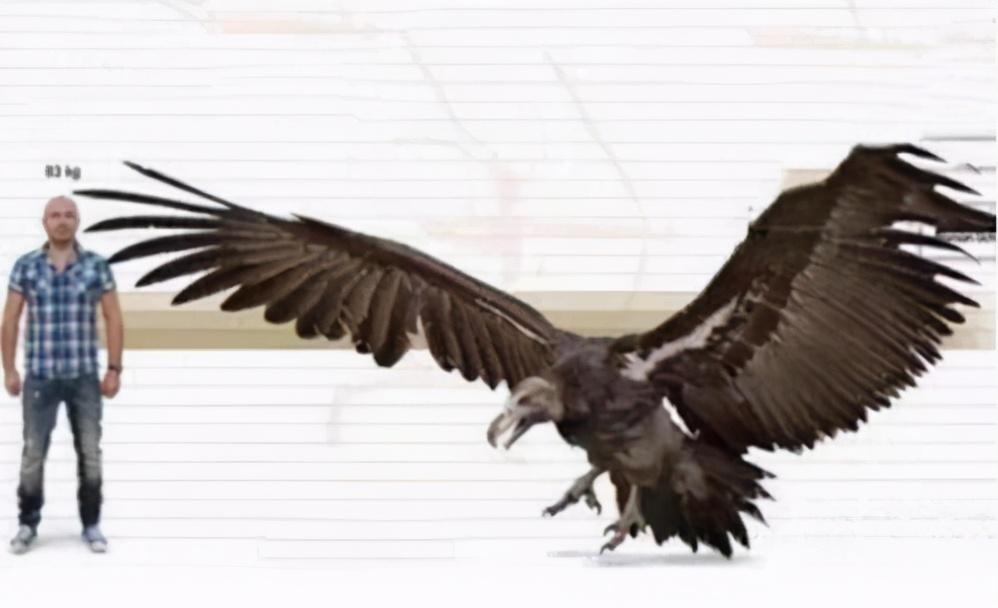 |两个世界之最的鹰,居然是血亲