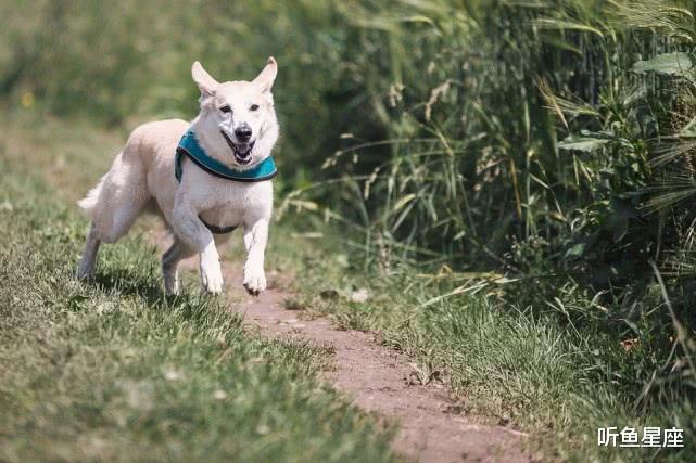 『星座爱情观』5月底苦尽甘来，身边好运频频，有望升迁的生肖