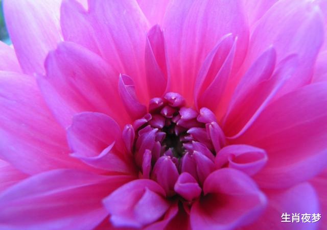 「生肖」4月后，对你的爱，戒不掉，忘不了，3生肖爱得撕心裂肺，深情不负