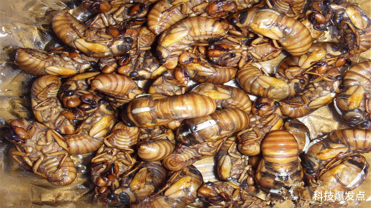 外星文明|被真菌控制的蝉，如同行尸走肉，身体残缺却不忘繁殖后代！