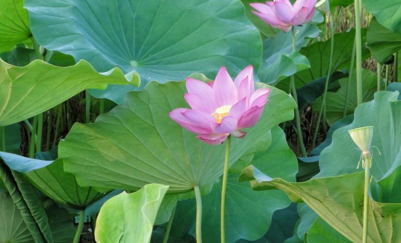 天秤座|下个星期内,缘分桃花非常多,赐予幸福爱情的4大生肖!