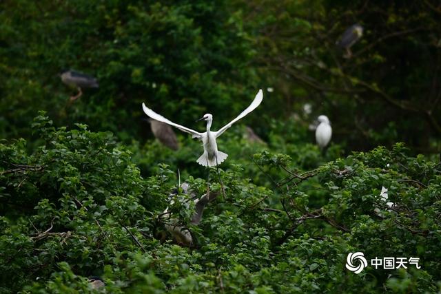 冰雹：广西来宾象州：古德湿地鹭鸟栖息