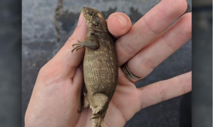 UFO|粪便占体重的80%是什么感觉?这个蜥蜴将告诉你答案