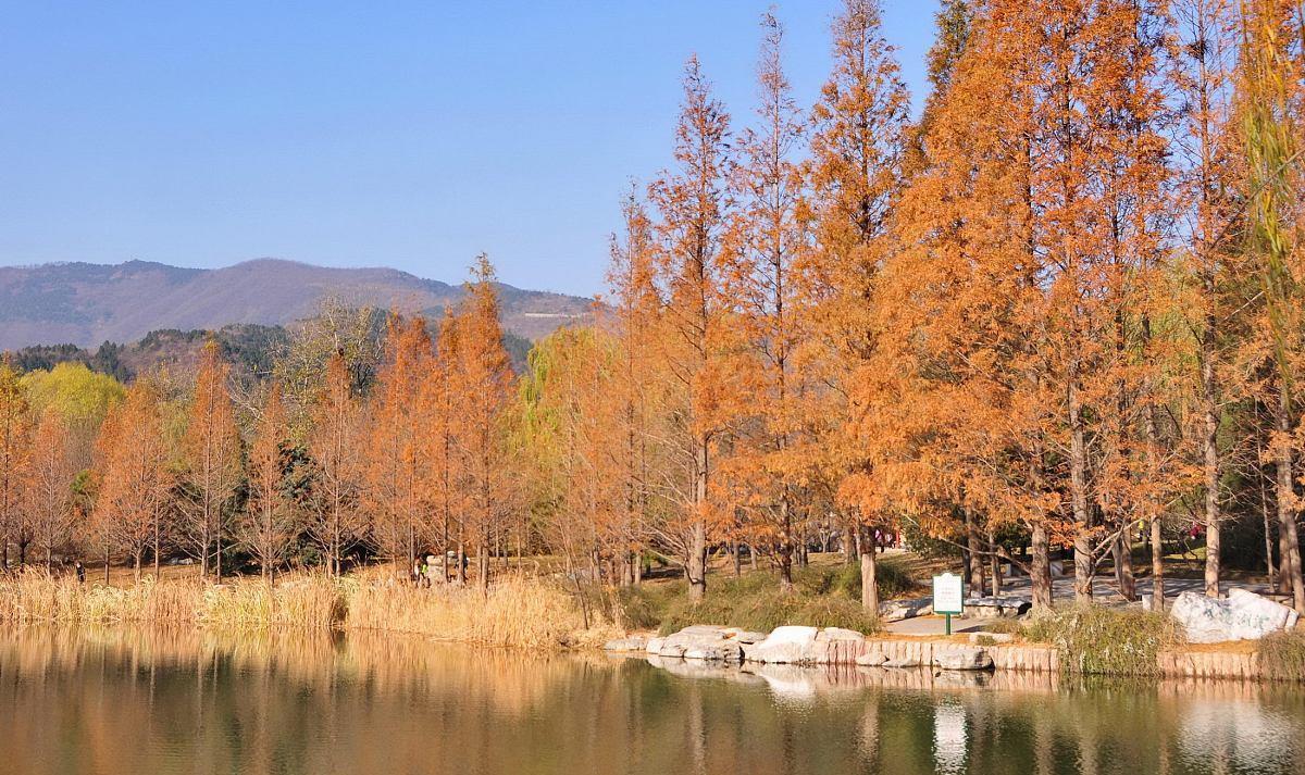 鲫鱼|秋末夜钓的3个思路，虽然简单，但是可以做个参考