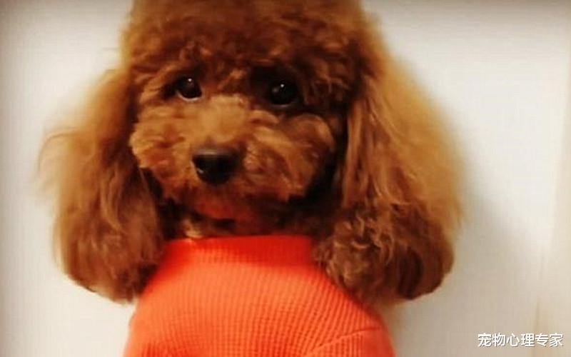 主人喝醉酒，第二天起来，看到泰迪的发型傻了：沙师弟你打哪来