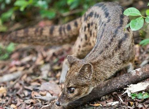 藏羚羊|交配时间相差最悬殊的动物，一个5秒真男人，一个超长待机14小时