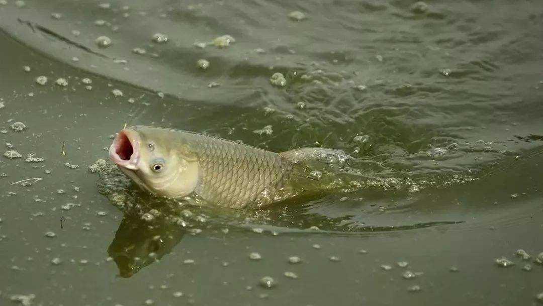 鲤鱼|钓大鱼，在这3个方面都耍点“流氓”，成功率要大得多