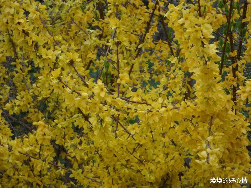 生肖|7月份开始，桃花不请自来，月老报喜，姻缘来相聚的四大生肖