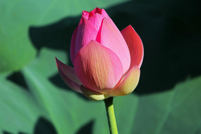 生肖|8月下半月，3生肖贵人找上门，事业过关斩将，身价节节攀升！