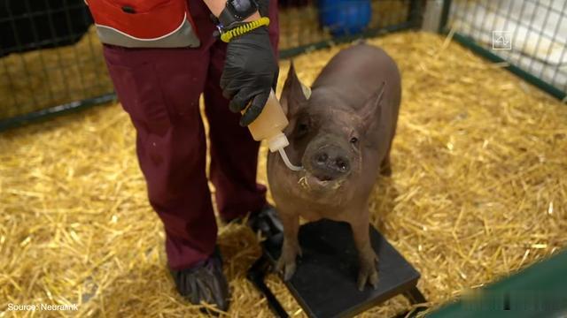 neuralink|马斯克已经把芯片安到了猪脑里,“脑控游戏”距离我们还有多远?