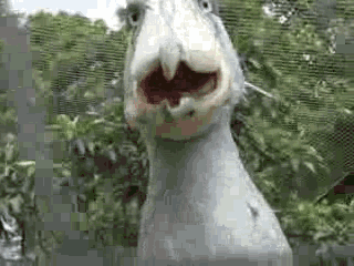 “鸟中哈士奇”爆红网络：世界上头最大的鸟，居然这么傻啊哈哈哈哈