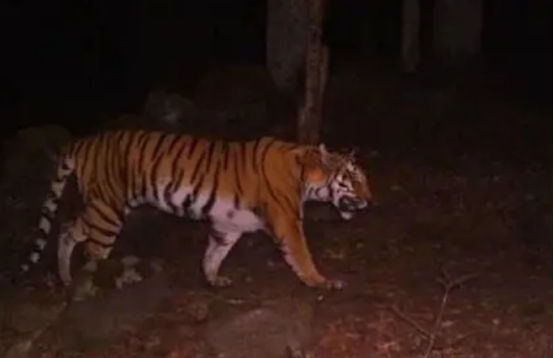 全球变暖|地球危险了？猫科动物集体向高处迁移，学者：引起重视！