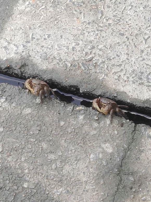 海河▲黄浦江螃蟹成灾？当地钓鱼人：到处都是，一天钓几十只