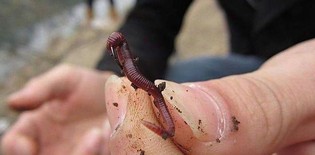 []号称“万能饵”的蚯蚓不是白叫的，即使在夏季也能使用