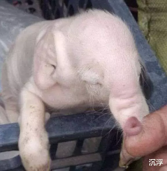 |一只母猪生出一只小象, 专家称在自然界中都非常罕见!