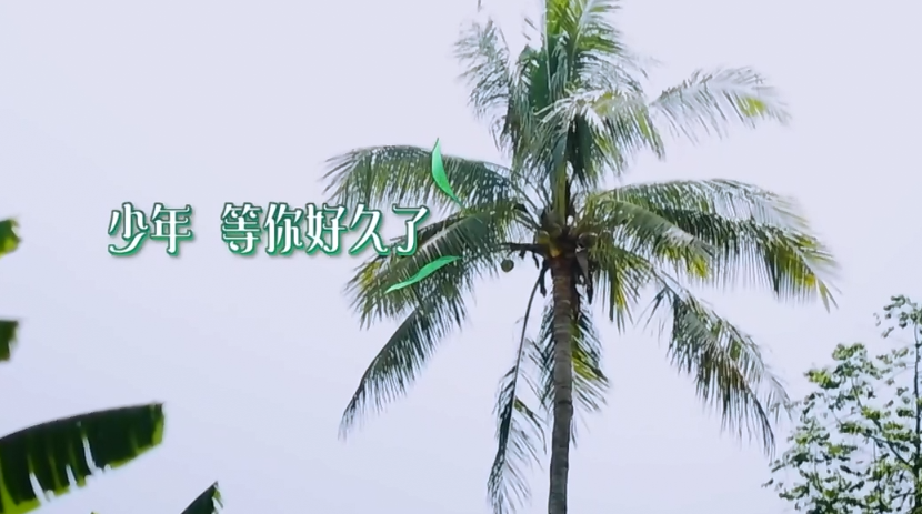 #彭昱畅#《向往4》预告出现剧透，桌上的椰子实力抢镜，彭昱畅上树成功了