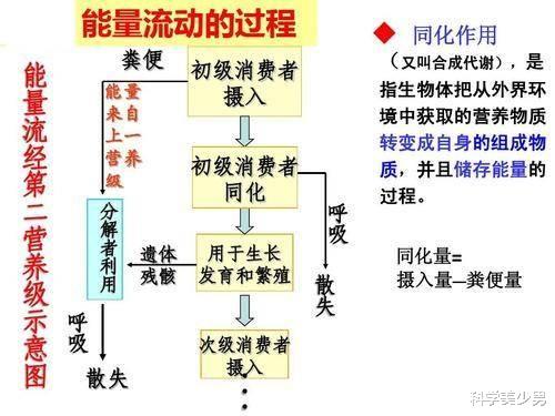 科学家|为什么人类总吃食草动物,很少吃食肉动物?科学家:吃不得