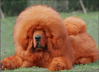 藏獒：高大凶猛，是犬中的王者