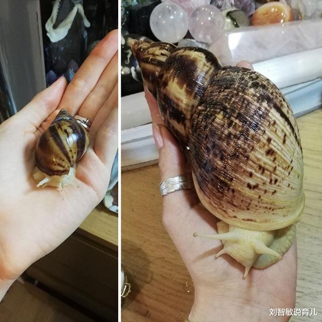 狮子|37张罕见“大”动物照片：看了熊掌和人类对比照，才知道熊多可怕