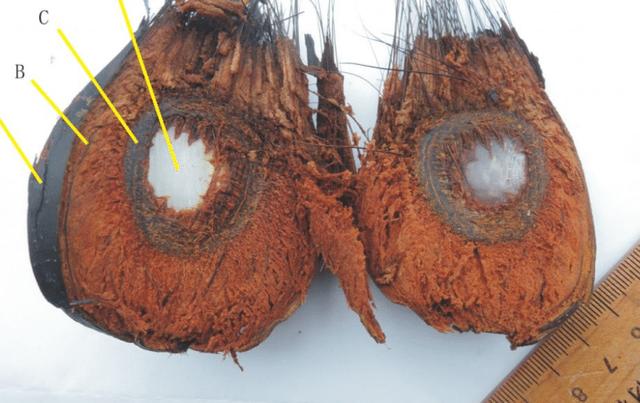 小龙虾▲小龙虾之后，又一入侵物种被吃得濒临灭绝，吃货：太美味了