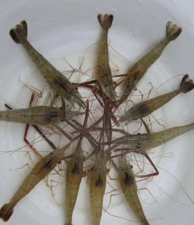 |在农村有“新四大家鱼”令钓鱼人“难受”，你认识几种呢