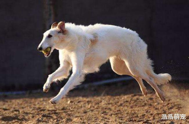 这5种狗的价格超高，不是一般人能养得起的，藏獒上榜