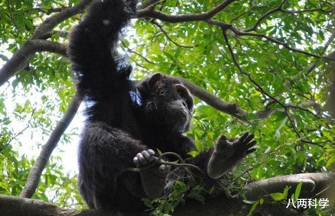 黑猩猩|动物会感染人类病毒吗?黑猩猩感染麻风病,满脸疙瘩,科学家无法治疗!