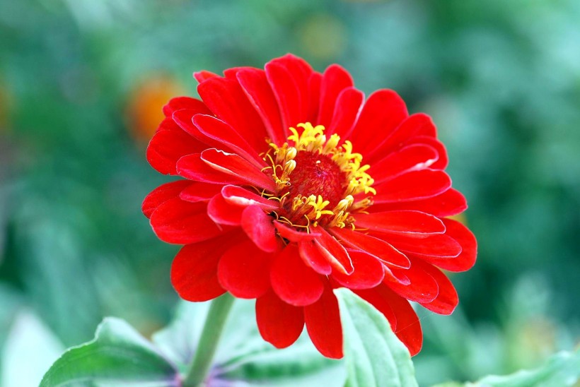 #生肖#6月下旬月老牵红线，这4大生肖天作之合的姻缘出现，真是好幸运