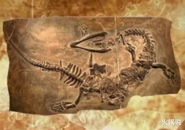 化石|12生肖都有对应实物？贵州出土“新中国龙”，证明龙或许不是虚构