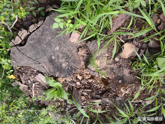 安徽海豚播报|自家林地被毁母女3人上访均被判刑，女儿：砍200棵大树认证只赔1500