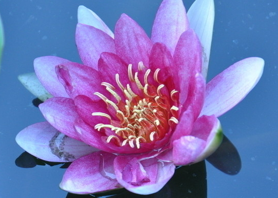 生肖|未来1年,运势转好,4属相生活更加甜蜜,事业风生水起,大吉大利