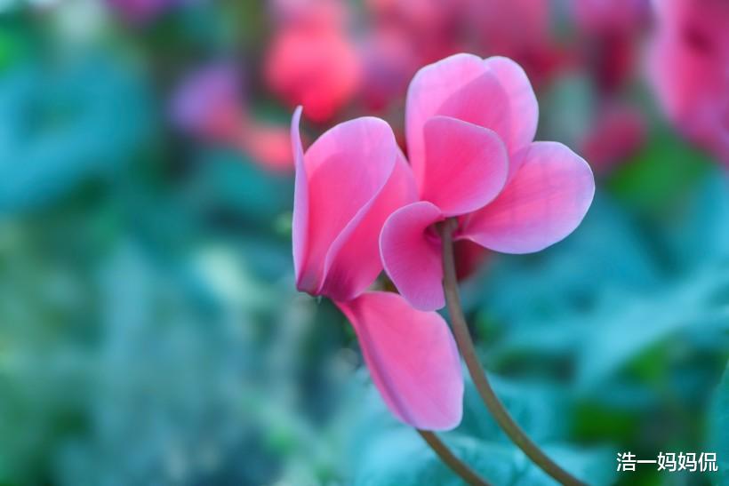 【生肖】7 月2号这3生肖偏财运最旺，你家有吗？