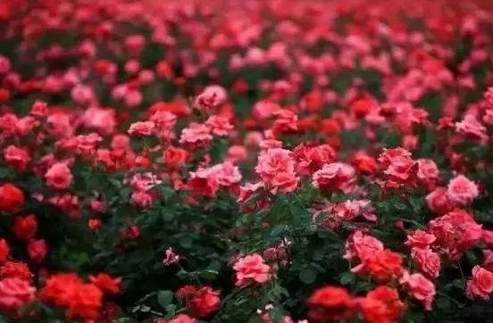 属鸡|8月中旬，吉星伴身，4属相好运来，步入人生上上签，日子红火