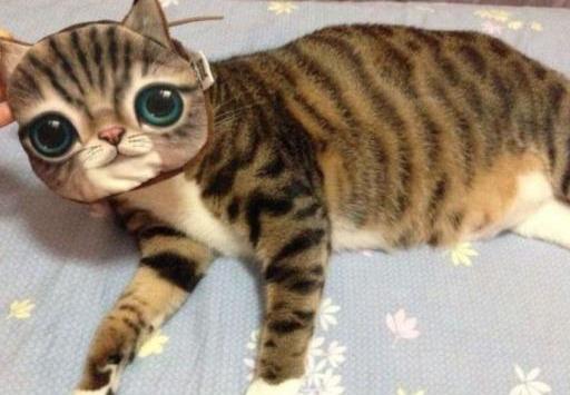 居然有这么胖的狸花猫！在家简直就是土霸王