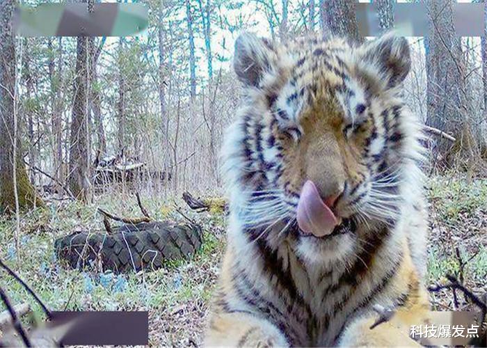 「老虎」俄罗斯村庄突然出现东北虎，故意靠近人类的行为，让人感到不解！