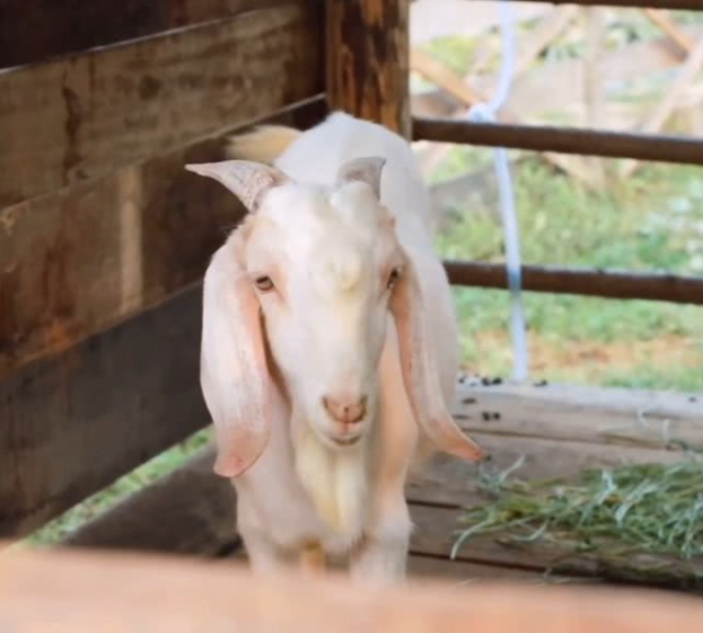 向往的生活▲《向往的生活》先导片开播,明星阵容太过强大,没想到开始就收到悲伤的消息