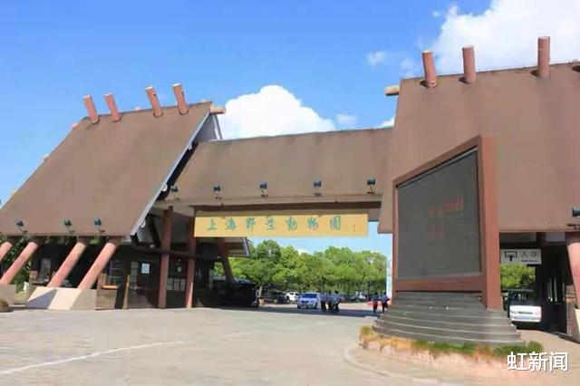 虹新闻|上海野生动物园工作人员遭熊攻击致死，网友目睹经过：一天都没缓过来