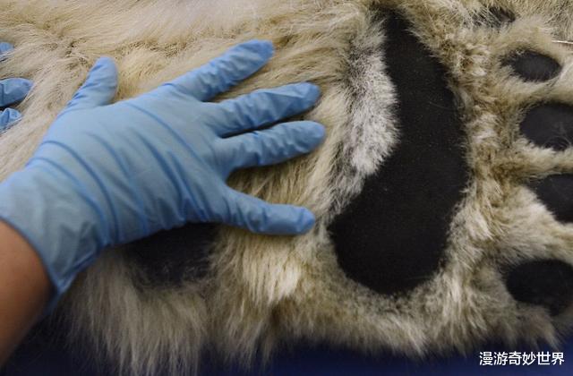 |看了对比图才发现，这些东西居然这么大…