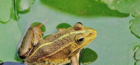 『』世界上6大“杀不死”的生物, 身体坏了可再生, 脑袋没了还能跑