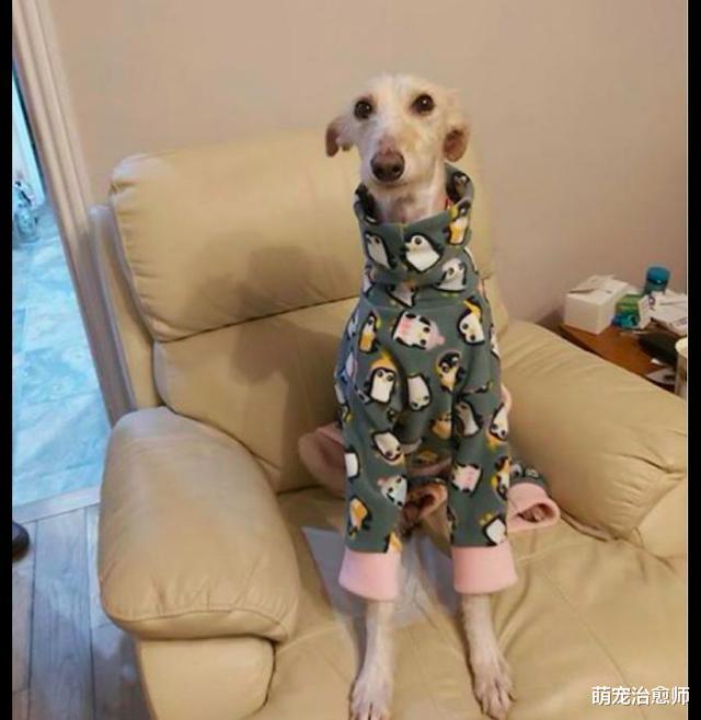 瘦成皮包骨的狗被遗弃在路边，车主想挖坑埋了，才发现它还有呼吸