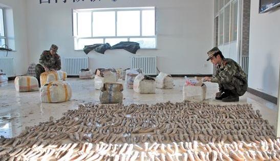 文玩|文玩圈的禁止品哪些？你有吗？大家不要碰！