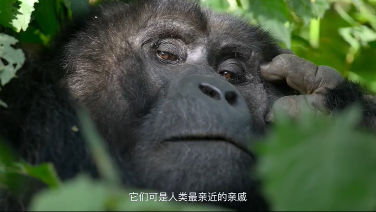 豆瓣|豆瓣9.4分，却只有两千人看过：这部纪录片，我不敢看第二遍…