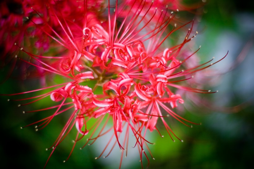 『生肖』6月下旬期间，姻缘已逝，将回绝前任，将彻底放下过去的四大生肖